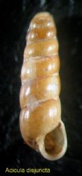 Acicula disjuncta